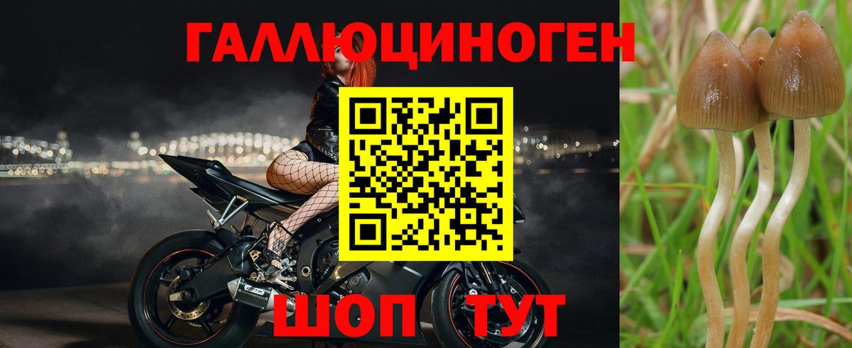 Галлюциногенные грибы Cubensis Каменск-Шахтинский